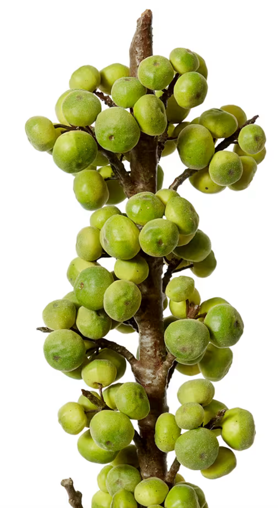 Branch with green fruits on a white background